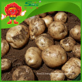 200-300g High Quality Fresh Potato Price Potato